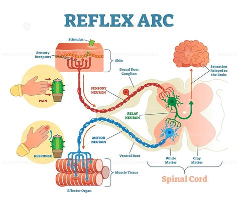 Reflex Arc Diagram Labelled
