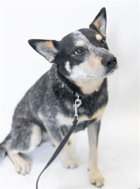 Meet the CNYSPCA Pet of the Week: Odie - syracuse.com