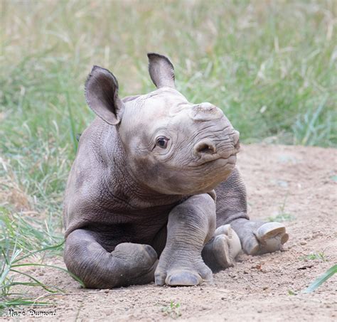 The zoo instills a lifelong commitment to conservation through engaging experiences with animals and the smithsonian's national zoo. Cincinnati Zoo's Baby Black Rhino Has a Name! Meet "Ajani ...