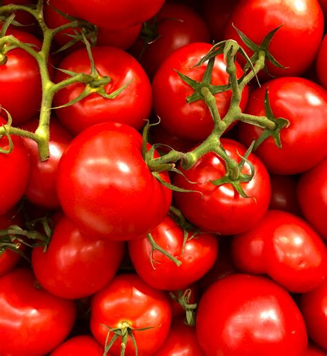 Tomato Lot · Free Stock Photo