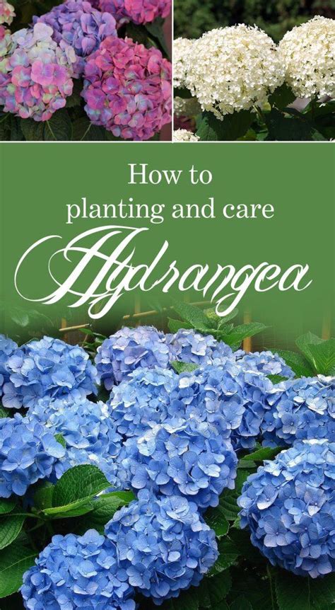 Hydrangeas How To Grow Hydrangea Hydrangea In Pots Naturebring
