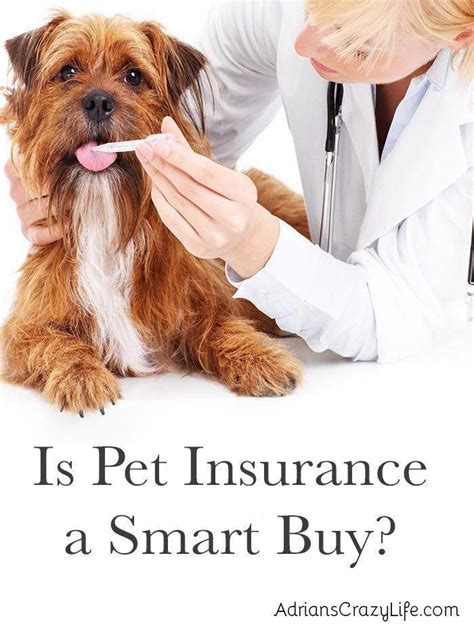 Cheap Pet Insurance The 9 Best Pet Insurance Of Plans Of 2021