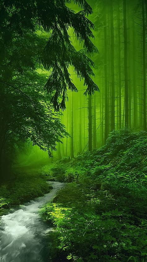 Mystical Forest Wallpaper 66 Images
