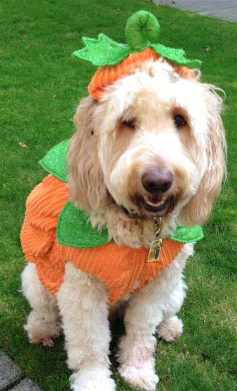 Use the search tool below and browse adoptable goldendoodles! Goldendoodle Halloween Costume | Millie Belle | Pinterest ...