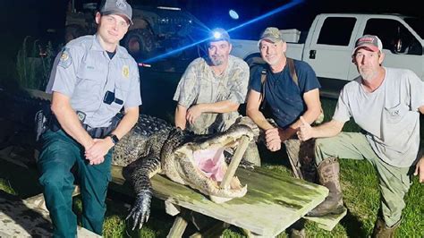 Gator Hunters Capture Alligator Nearly 12 Feet Long In Ocmulgee River