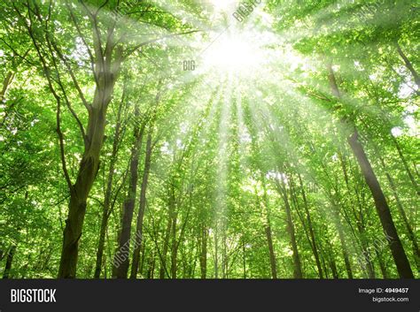 Sunlight Trees Forest Image And Photo Free Trial Bigstock