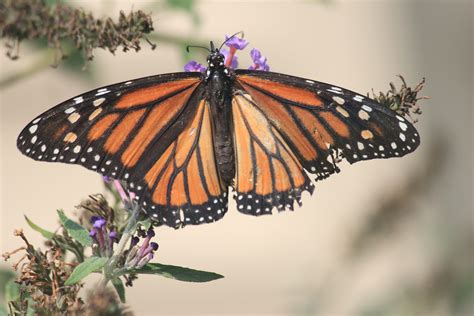 Magical Monarch Birds And Blooms