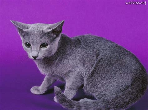 russian blue information health pictures training pet paw
