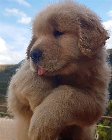 Dogs Pets Puppies On Instagram Little Tongue 🥰♥️
