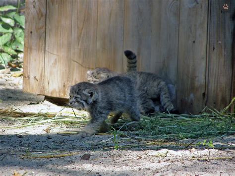 Sweet 16 Siberian Zoo Celebrates The Arrival Of A Litter Of Cute Wild
