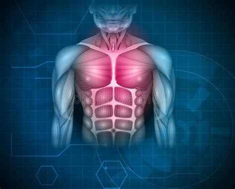 Muscles of the chest enable us to lift, extend, and rotate our arms, along with playing a part in the process of respiration. Abdomen muscles stock illustration. Illustration of illustration - 44688948