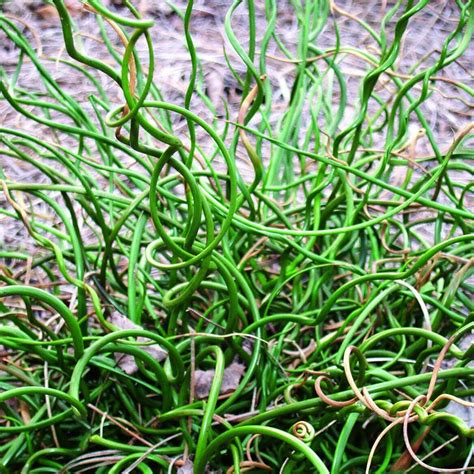 Grass is most definitely a flowering plant. Curly Wurly Juncas Grass Plant | GrowJoy.com