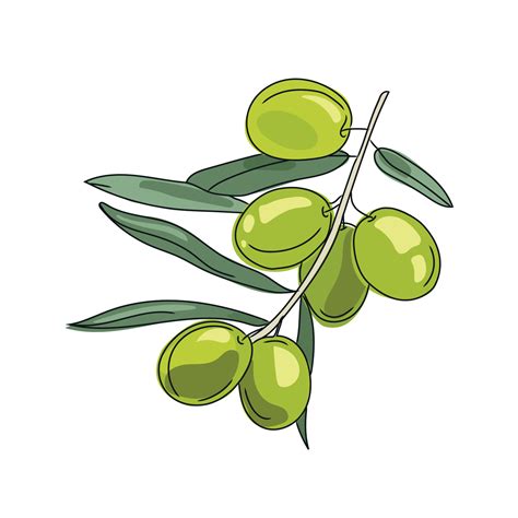 Olive Branch Vector Cartoon Illustration Isolated On White Background