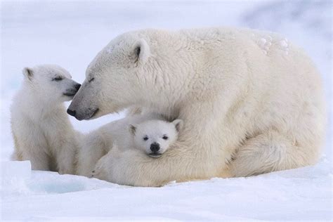 Polar Bear Mom Bonding With Her Two Cubs Rhardcoreaww
