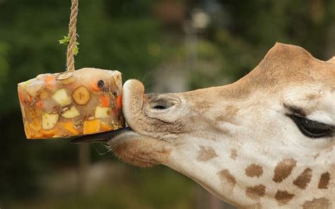 Giraffe Eating A Fruit Block