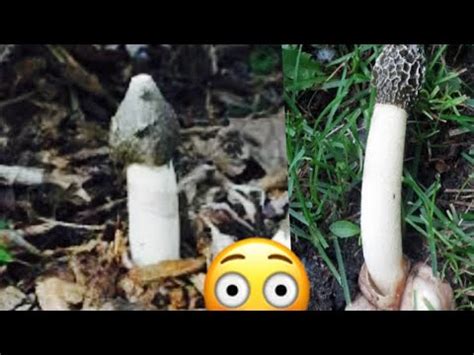 Penis Shaped Mushrooms GET OUT Of My GARDEN YouTube