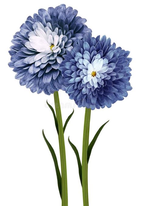 Flowers Blue Chrysanthemums On A White Isolated Background With