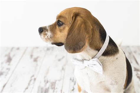 Beagle Sideways Stock Image Image Of Show Nose Breed 3598421