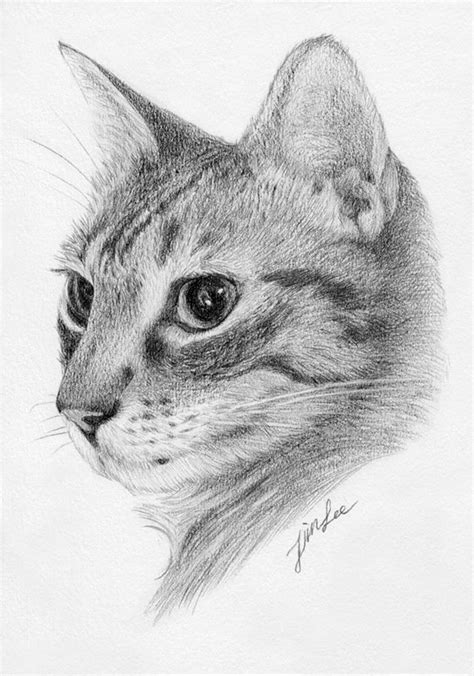 A Pencil Drawing Of A Cats Face