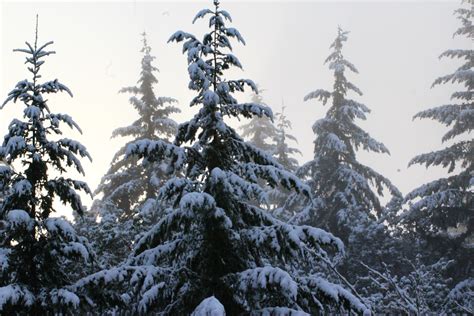 무료 이미지 숲 분기 눈 겨울 서리 날씨 전나무 크리스마스 트리 시즌 구과 식물 가문비 낙엽송 동결