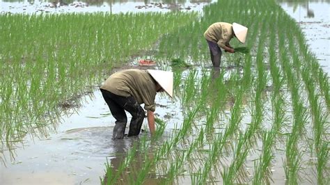 Vietnam Farmer Rice Planting On Field Youtube