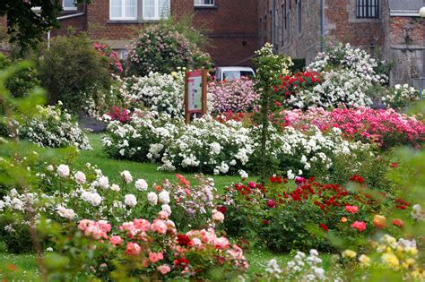 Les Jardins Concours De Roses Nouvelles Et La Roseraie De Saint Jacques