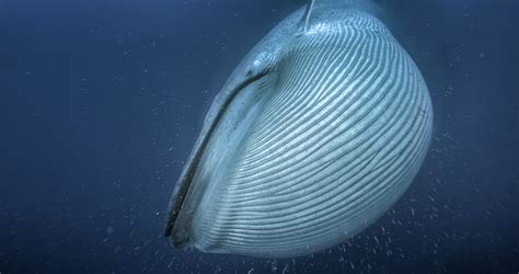 She had been working in the company for twenty years, so when she quit it must have felt like a bolt from the blue). Why are blue whales so enormous?