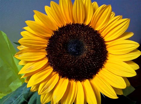 Sunflower Girassol