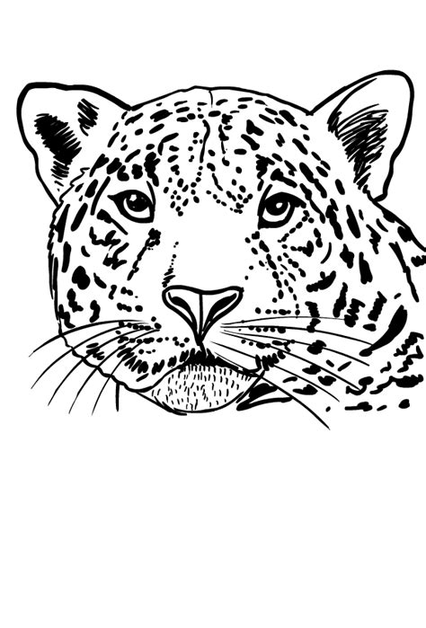 Dibujos De Jaguares Para Colorear