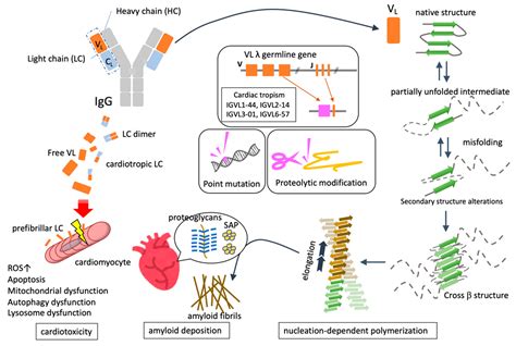 Immunoglobulin Free Light Chains In The Pathogenesis Of Lung Disorders
