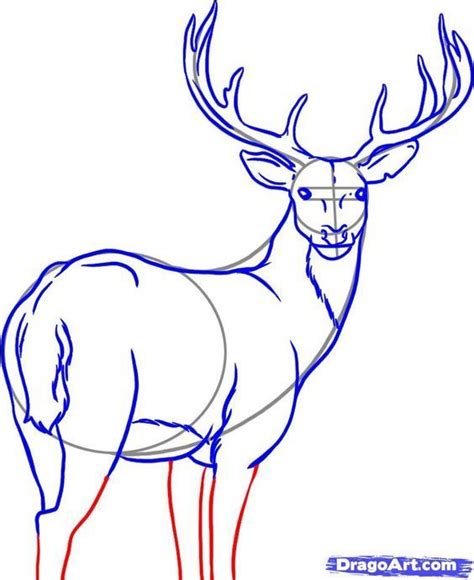 How To Draw A White Tailed Deer Step 6 Whitetaildeerwatercolor Deer