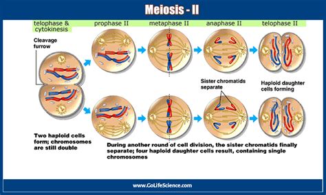 Telophase 2 Meiosis Under Microscope Micropedia