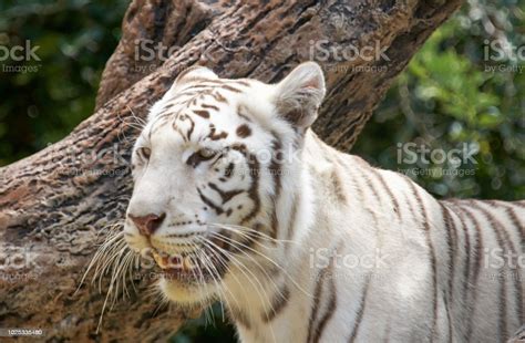 White Tiger Portrait Stock Photo Download Image Now Animal Animal