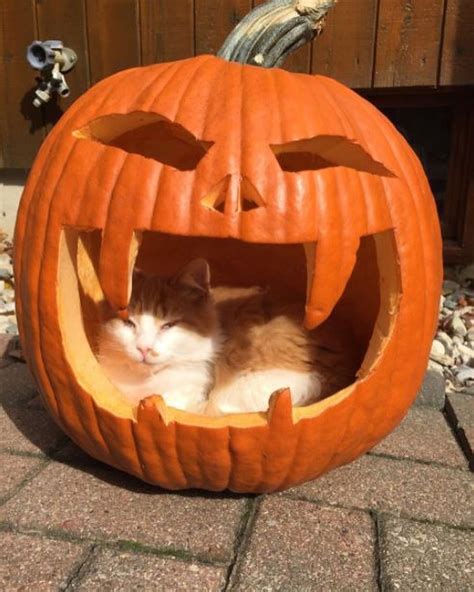 13 Of The Best Cat O Lanterns We Could Find Meowingtons