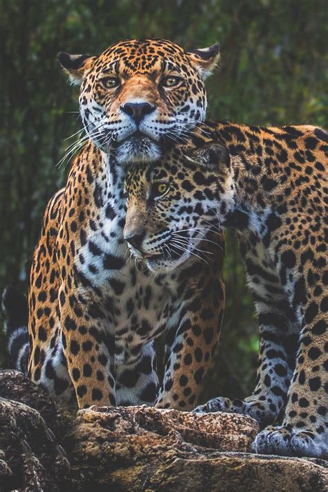 Visualechoess Jaguar Love By Pat Stotler Wild Cats Beautiful