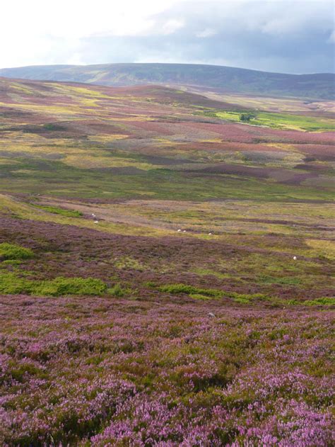 Is 75 Of The Worlds Heather Moorland In The Uk What The Science Says