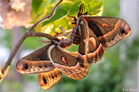 Cecropia Moth Mating Giant Silk Moth Copyright Kim Smith 16 Of 22