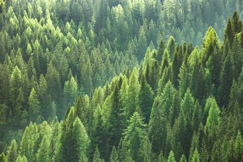 Sustainable Forestry Responsibility And Growth Fgs