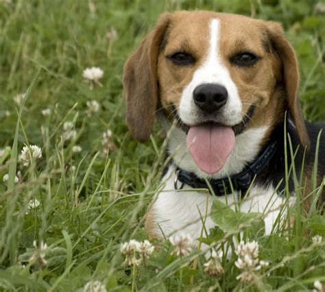 √ 8 Different Types Of Beagles You Should To Know Beagle Dog Beagle