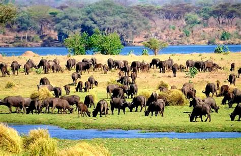 Lower Zambezi National Park Luxury Safaris Tanzania
