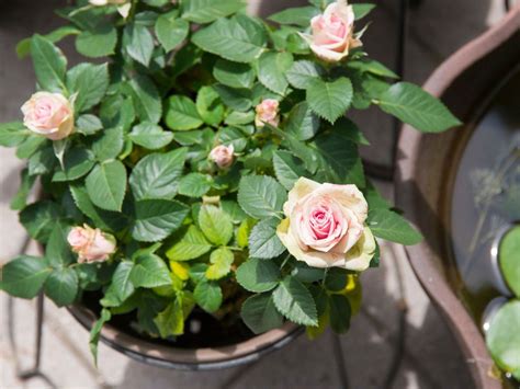 Growing Roses In Containers How To Care For Roses Planted In Containers