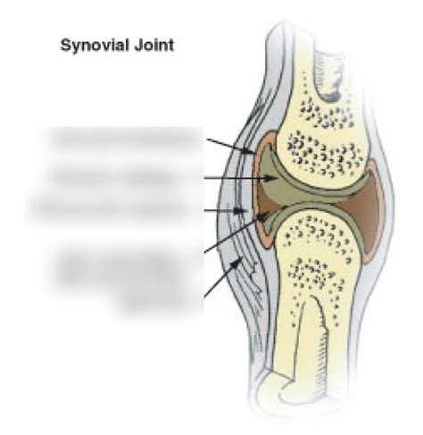 51 Synovial Joint Diagram Quizlet