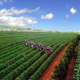 This superb hawaii gift experience gives you a slice of hawaiian history, food and drink, and great exercise in stunning. Hawaii Coffee Association - Molokai (com imagens) | Lugares incríveis, Plantação, Lugares