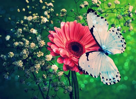 23 Best Colorful And Free Butterfly Wallpapers • Inspired Luv