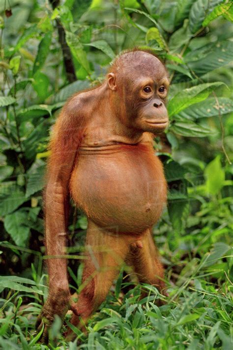 Bornean Orangutan Juvenile Pongo Pygmaeus Sepilok Reserve Sabah