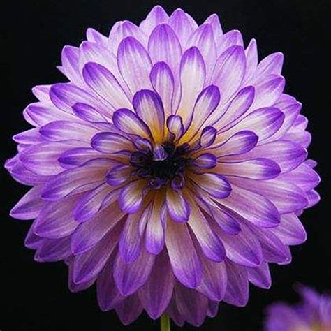 100 Pcs Rare Beautiful Purple Dahlia Seeds Beautiful Perennial Flowers