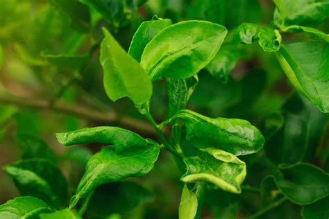 Why Your Lemon Tree Leaves Curling And How To Fix Them