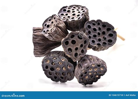 Dried Lotus Seed Pods Isolate On White Background Stock Photo Image