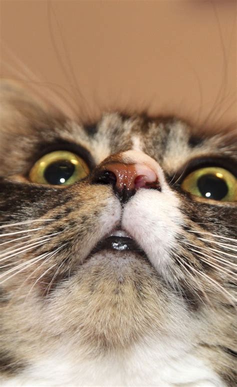 I Really Think This Is The Funniest Thing Ive Ever Seen Online 21 Cats Who Are Too Adorably