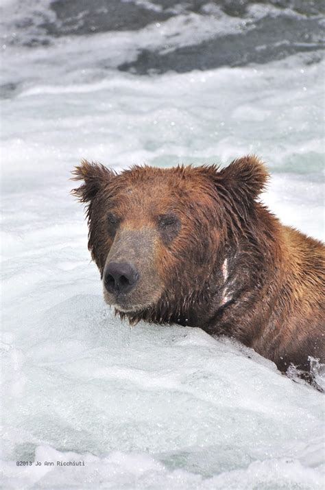 Tony and Jo Ann's Travels: Brooks Falls: The Bears!
